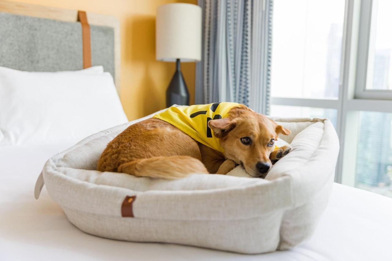 Sentral Michigan Avenue Aparthotel Chicago Eksteriør bilde A dog in a dog bed