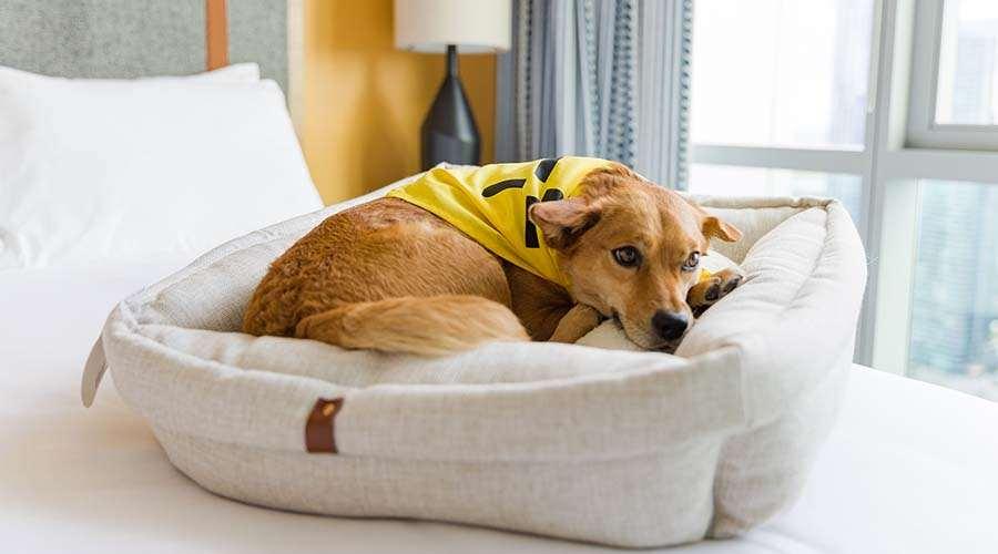 Sentral Michigan Avenue Aparthotel Chicago Bekvemmeligheter bilde A dog in a dog bed